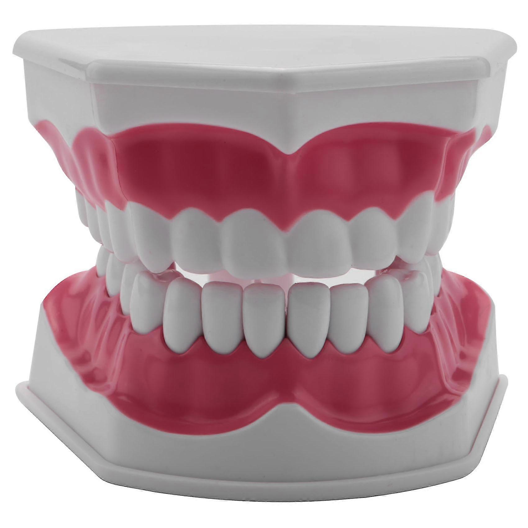 Dental Model Brushing Flossing Practice Teeth Typodonts Mode Gingiva Visible Anatomic Demonstration