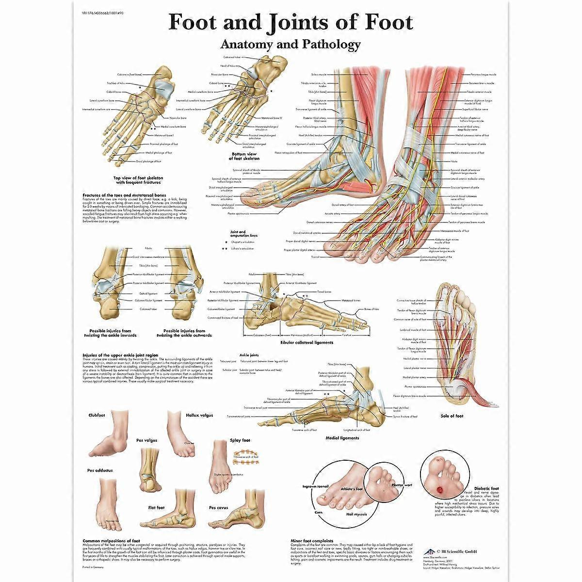 Laminated 24x24 Anatomical Foot and Ankle Chart | Detailed Anatomy Poster | Educational Medical Reference