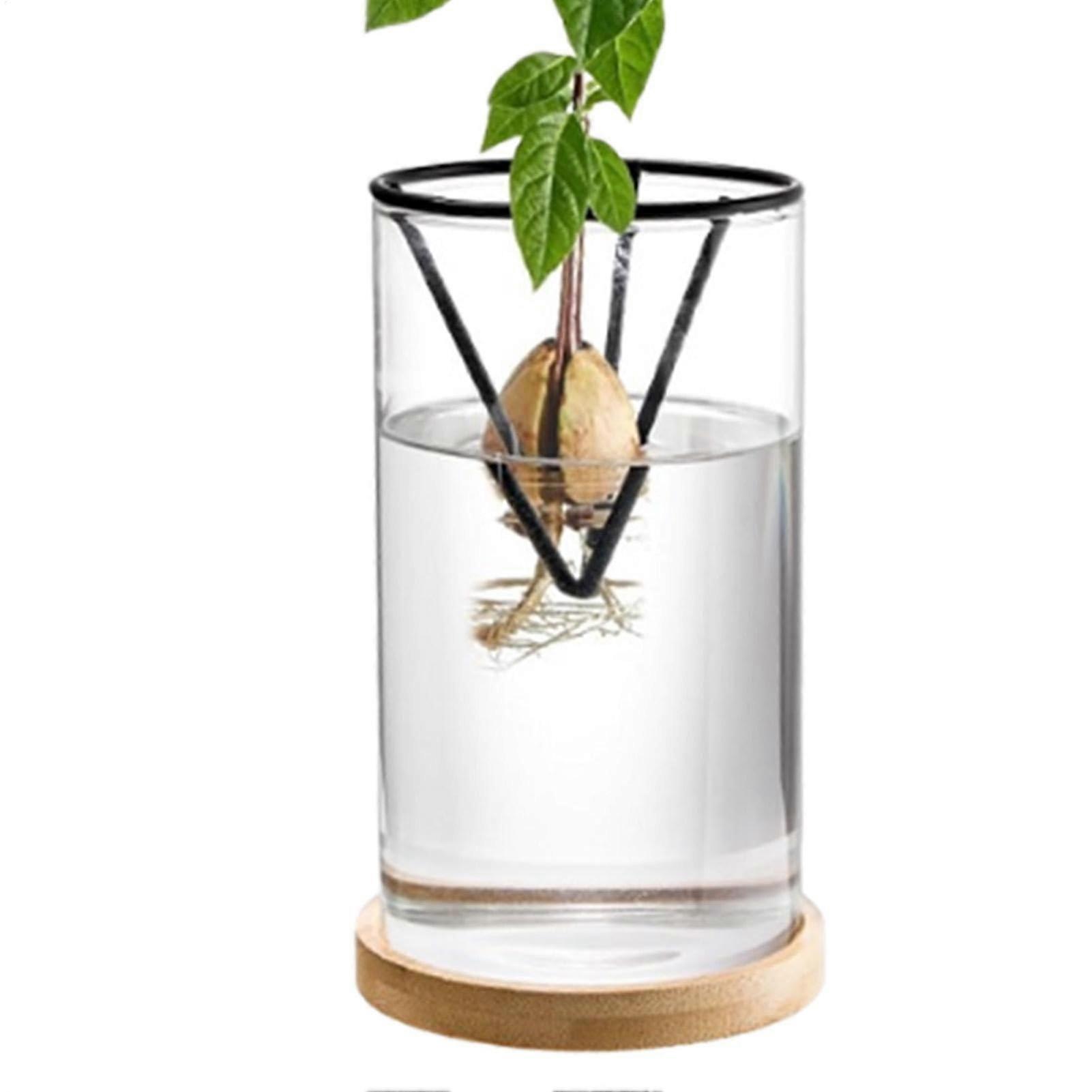 Avocado Tree Growing Kit Hand Blown Clear Glass Seed Vase with Wooden Base