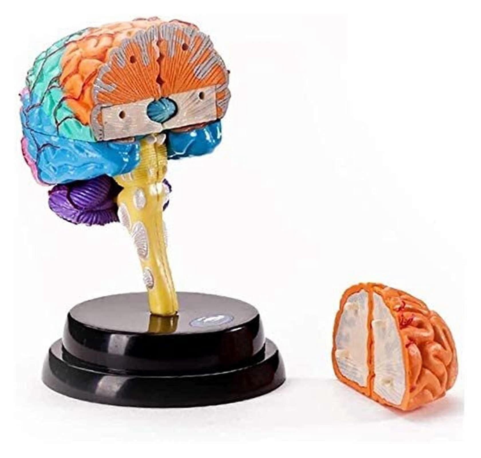 Human Brain Anatomy Model with Detachable Sections, Hand Painted Educational Display for Teaching