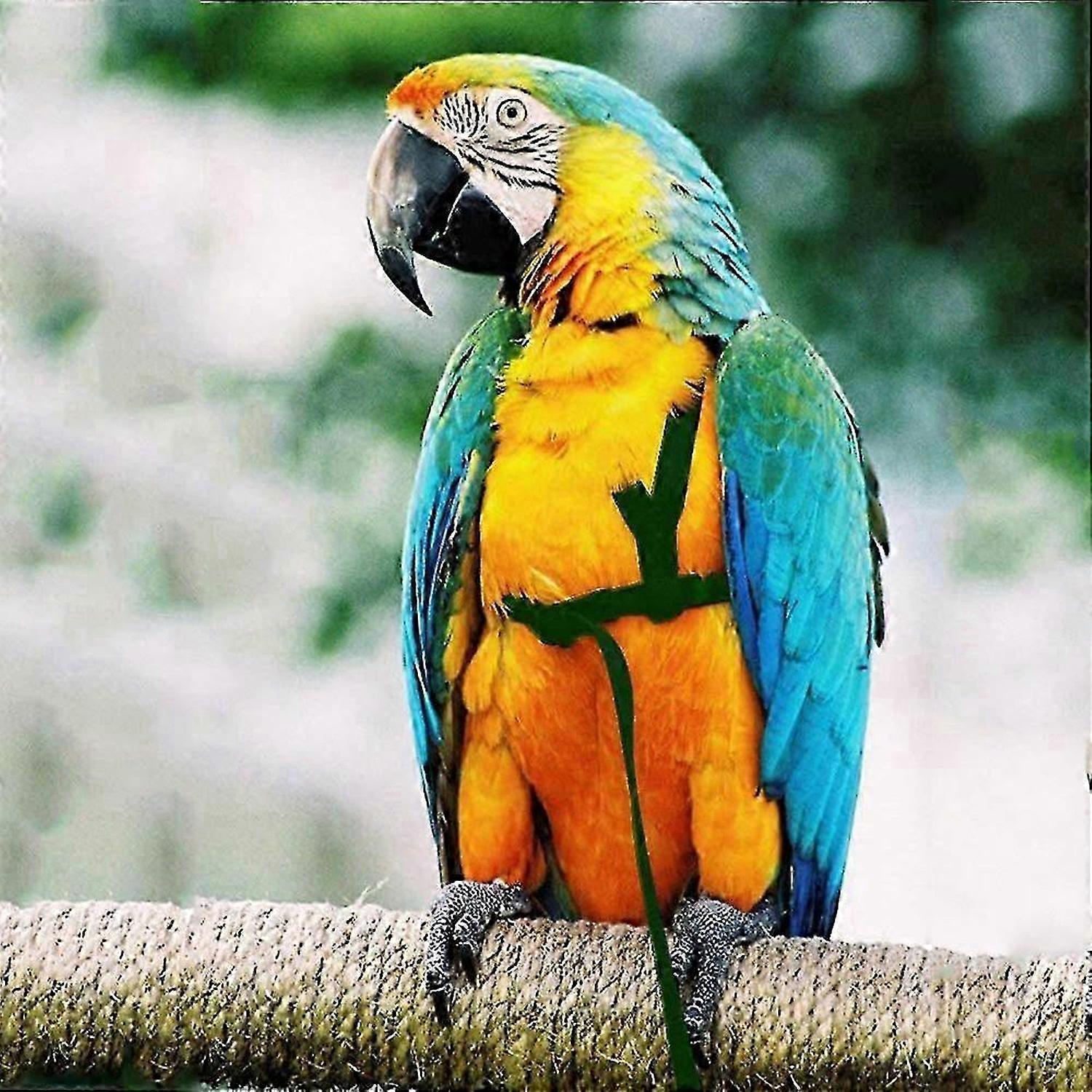 Arnés ajustable para pájaros (2026)