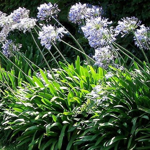 Enigma de Agapanthus. Lírio do Nilo.