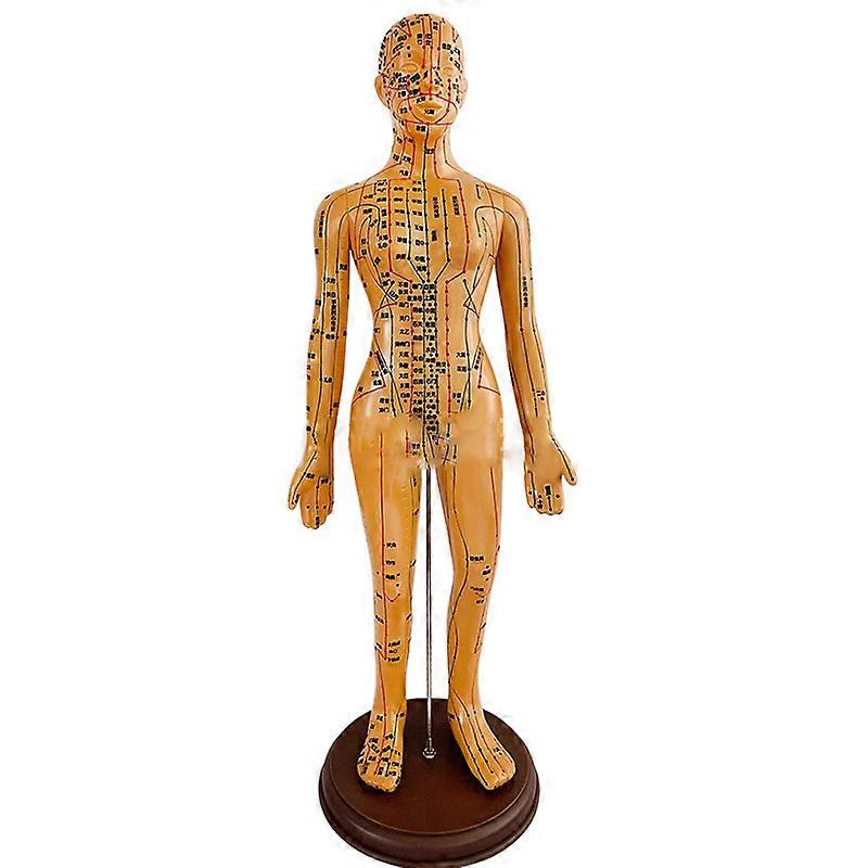 Human Body Acupuncture Point Model For Female