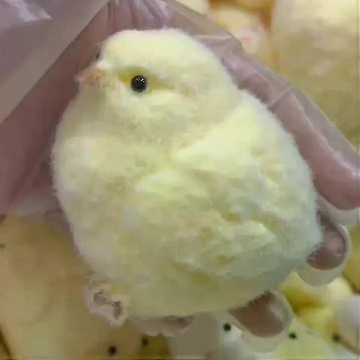 Chicken Squishy Toy, Handmade Taba Squishy Toys, Ultra Soft Chicken Shape Squeeze Toy, Fluffy Chicken Shaped Sensory Toy, Squishy Toys for Relieving S