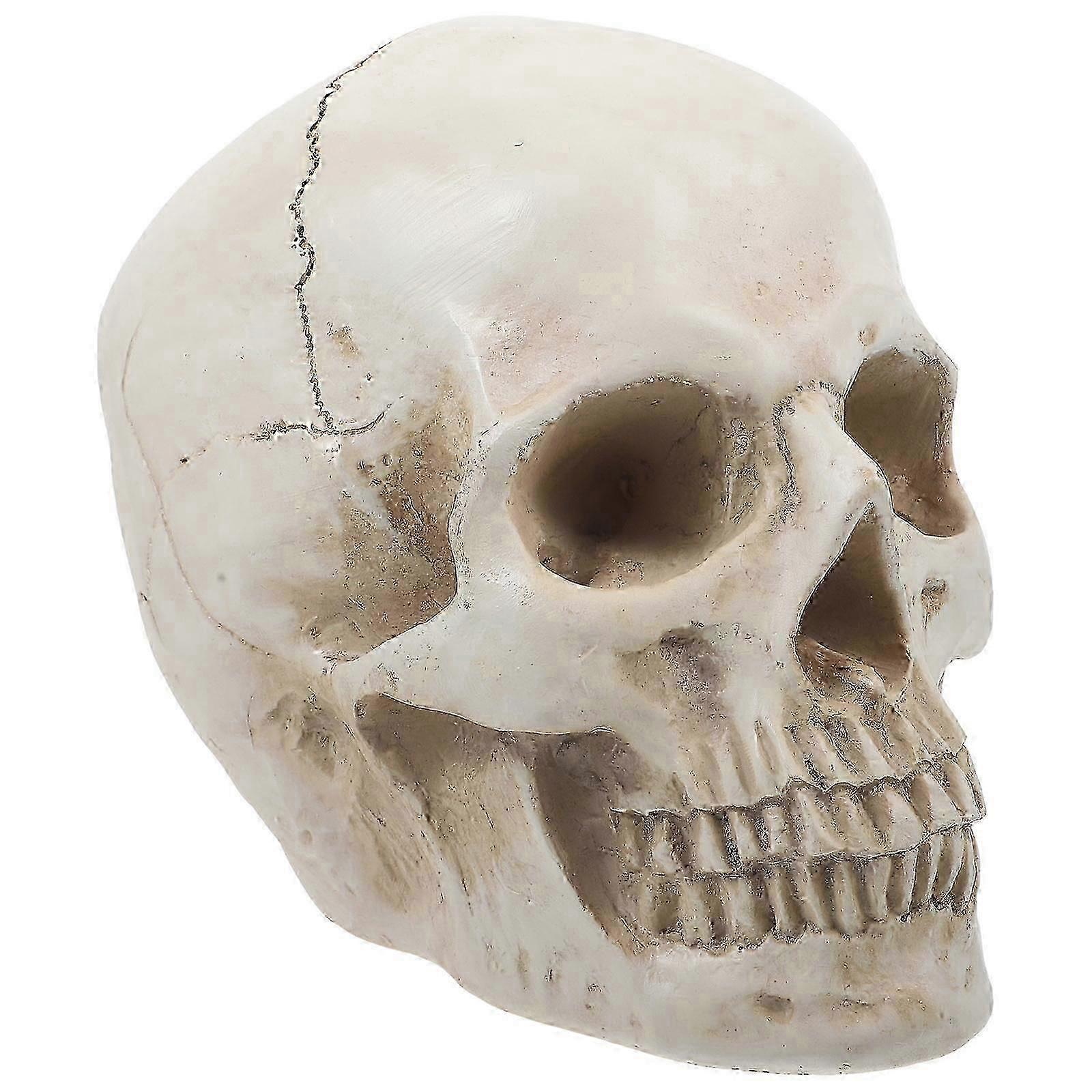 Human Skull Model Teaching Skull Model Anatomy Skull Model Display Skull Model