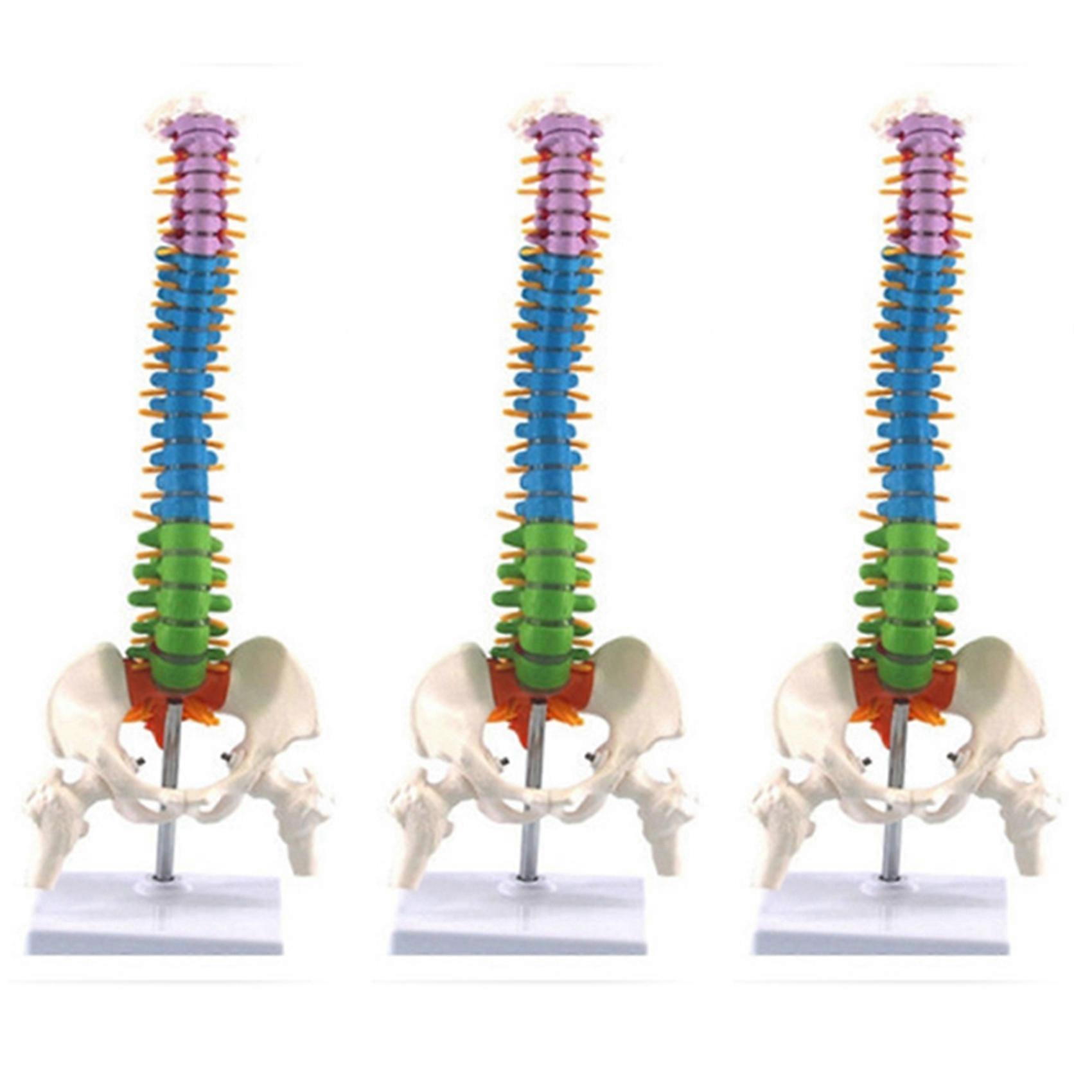 3pcs 45cm with Pelvic Human Anatomical Anatomy Spine Spinal Column Model Teaching Resources for Students
