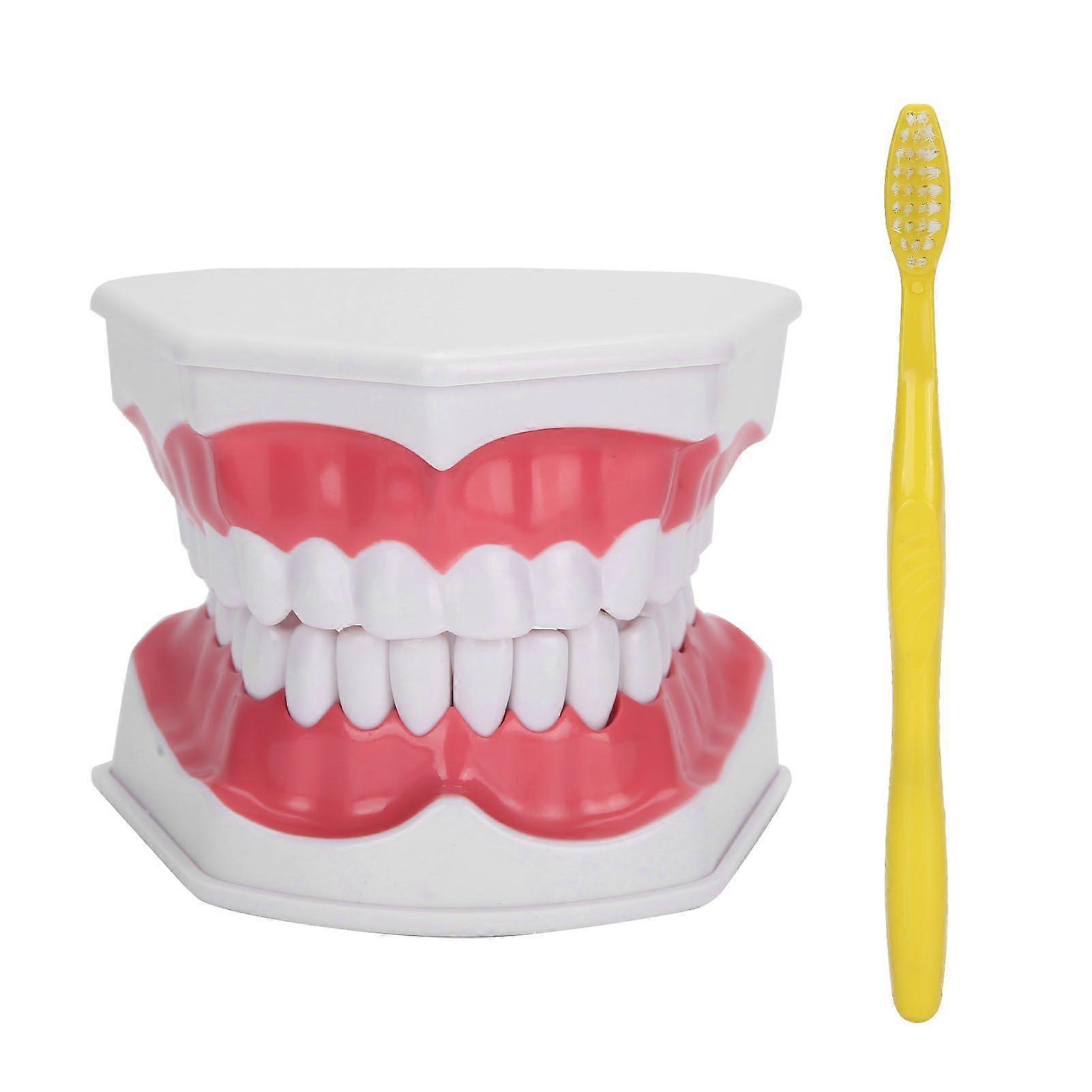 Dental Teaching Teeth Model 2X Magnifying Teeth Model Dentist Teaching Training Tool