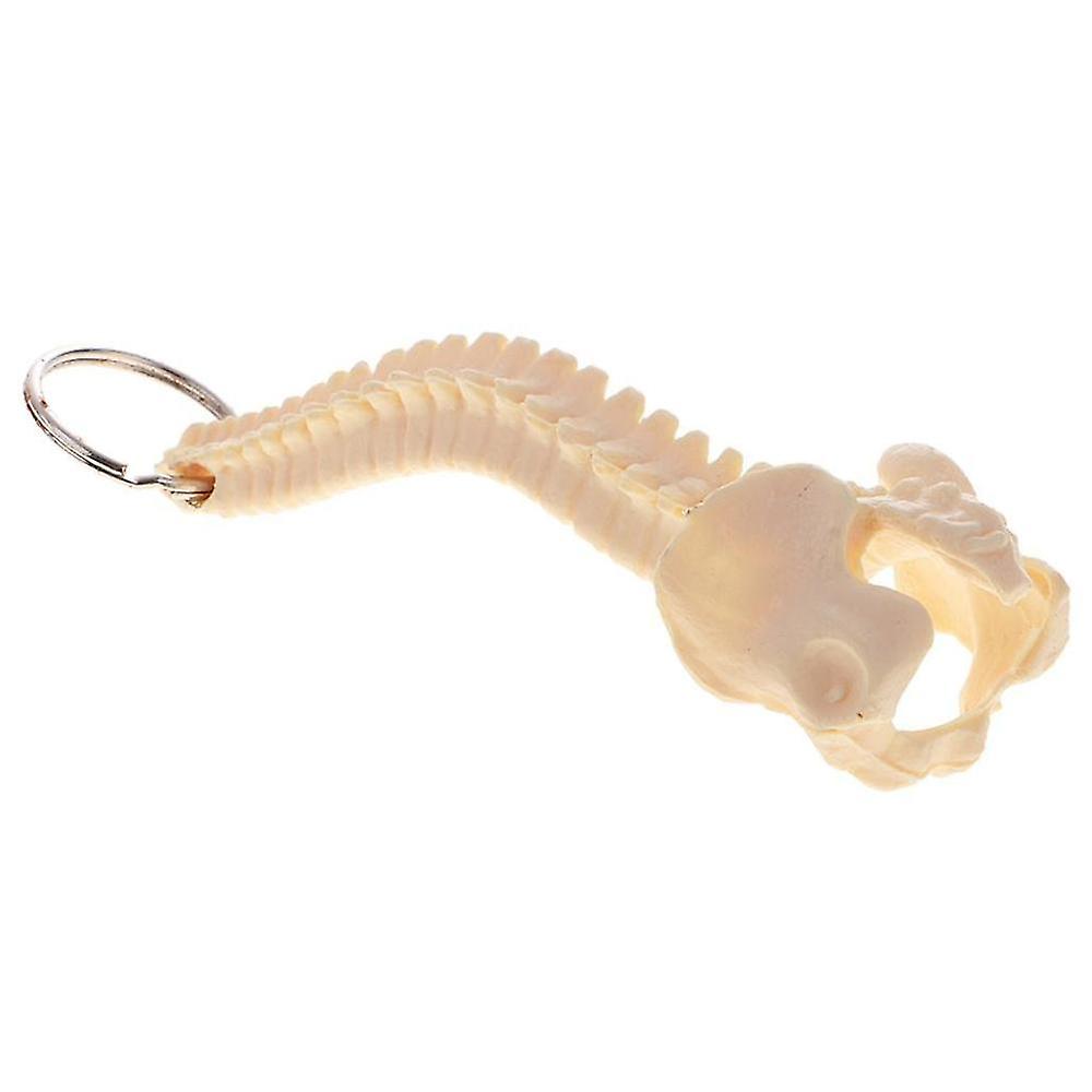 10x Mini Handcrafted Human Spine Skeleton Model Keychain School Teaching Aid