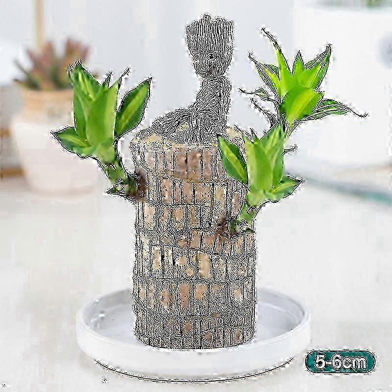 브라질 나무 화분 식물 수경 실내 공기 정화 행운의 분재 나무