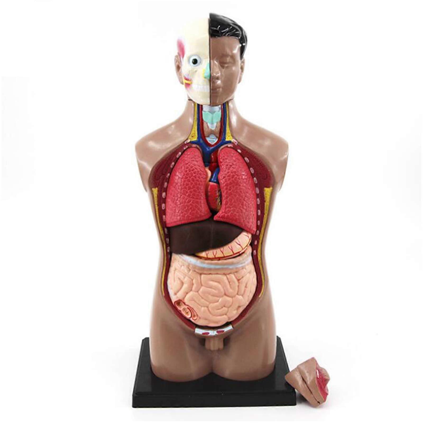 Human Anatomy Model 42cm with Removable Organs, 4D Human Torso for Kids Educational Learning