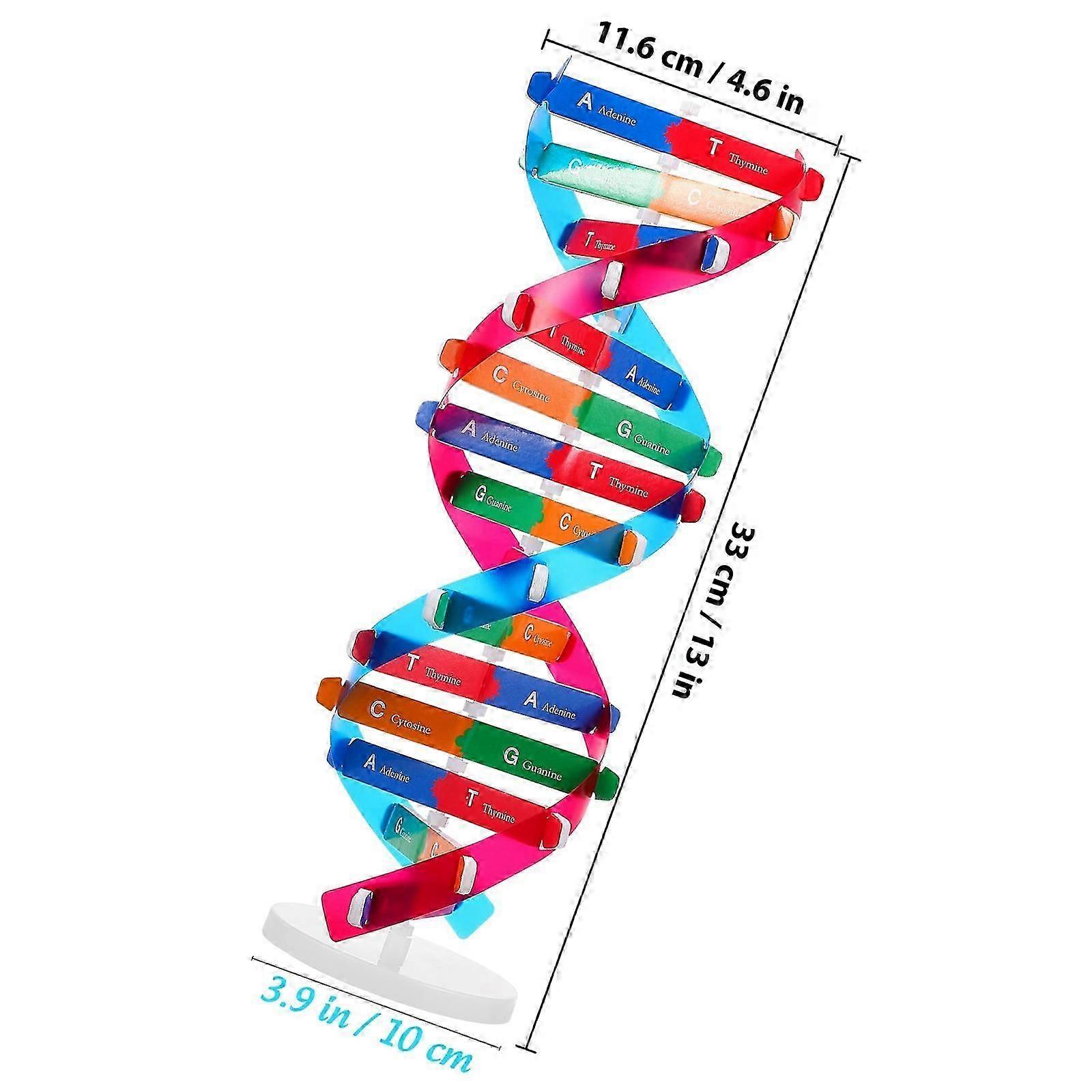 New Educational DNA Double Helix Model for Children DIY Genetic Structure Learning Toy Interactive Science Kit