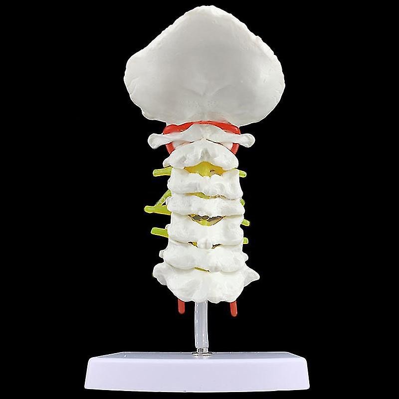Anatomical Skeleton Model Human Occipital Bone, Atlas & Axis Model - 1 ...