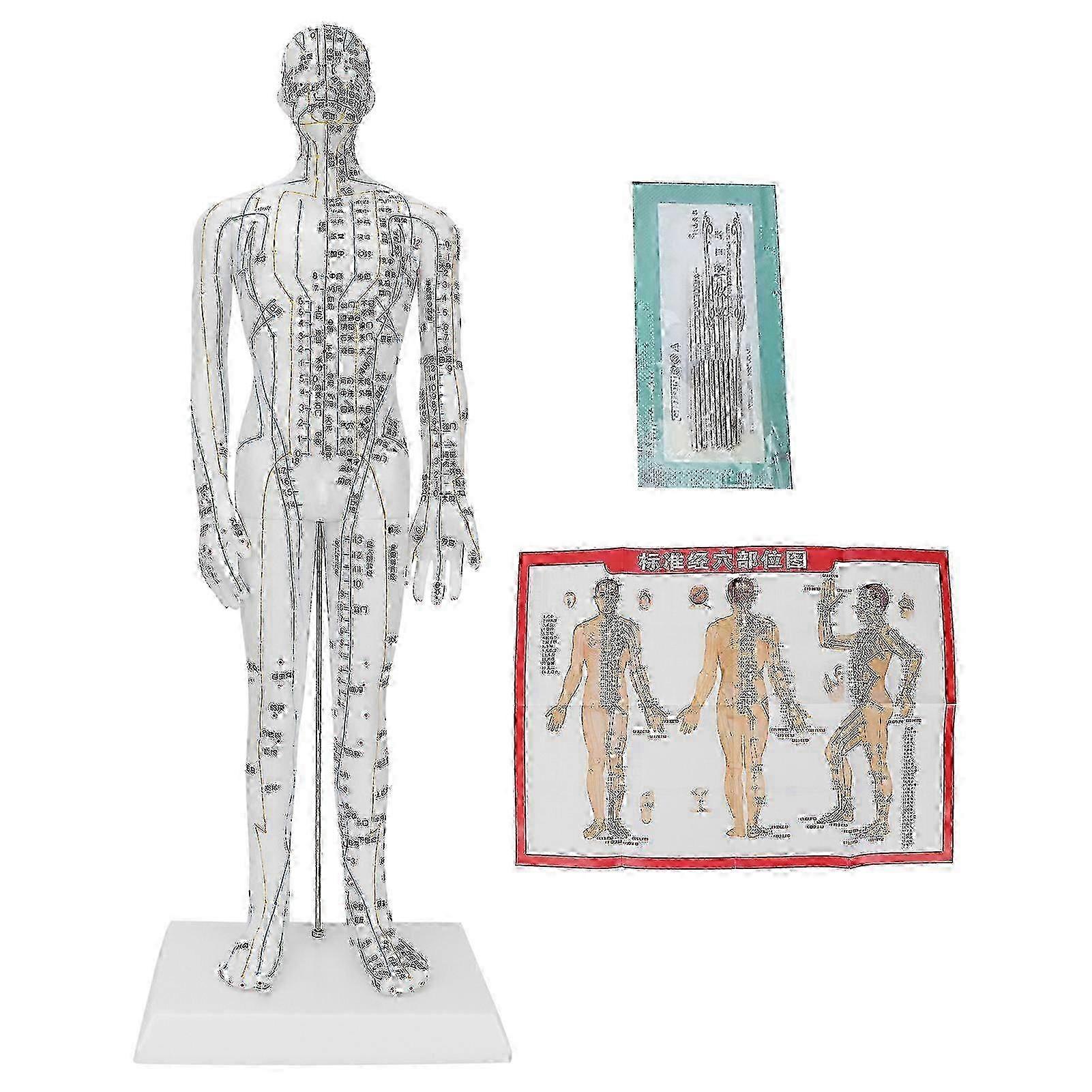 Professional Acupuncture Model, Clear Engraving Accurate Location For Teaching Tool And Professional Service In Chinese English Points