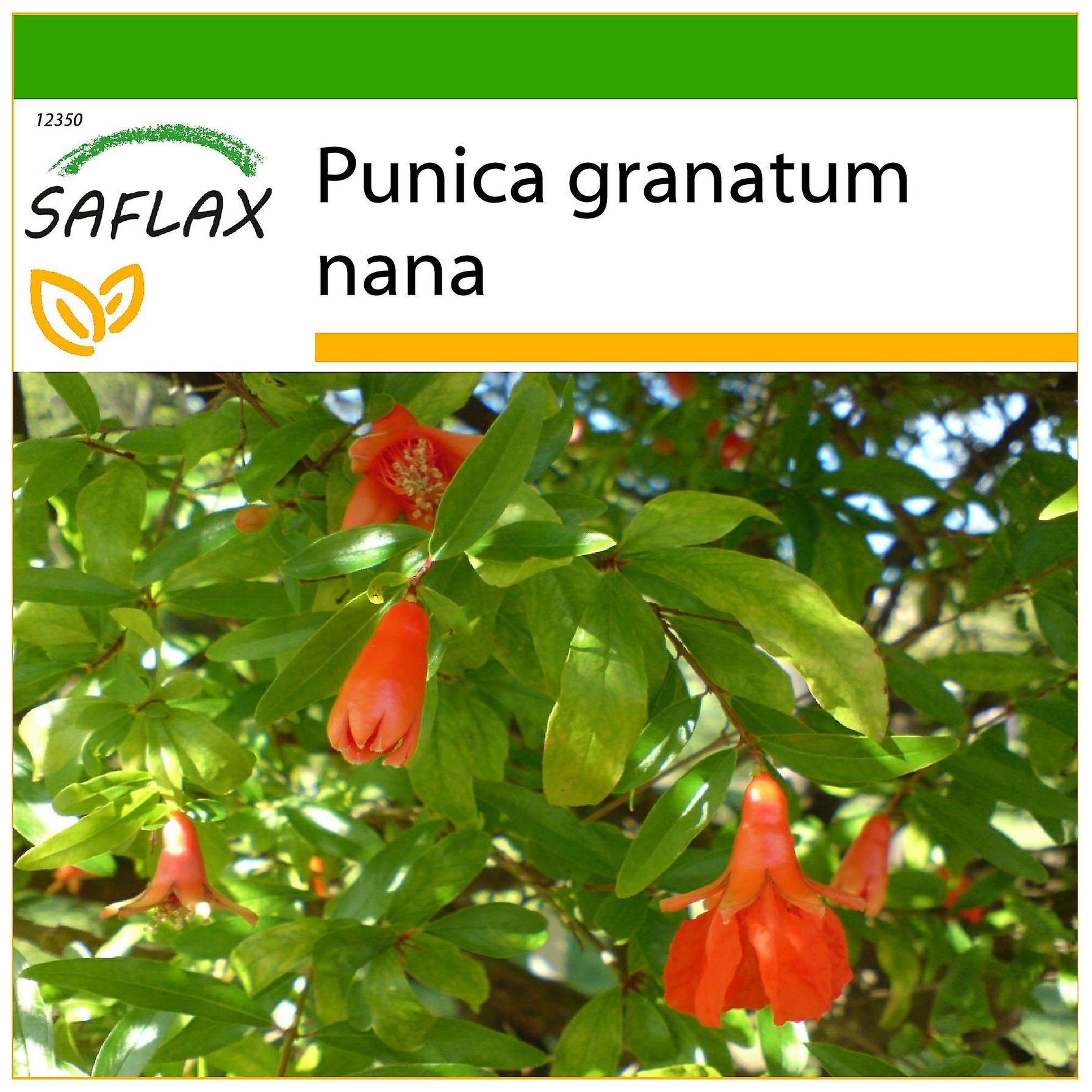 Graines De Grenadier Nain (Punica Granatum Nana) - Sachet De 50 Graines - Avec Instructions De Plantation