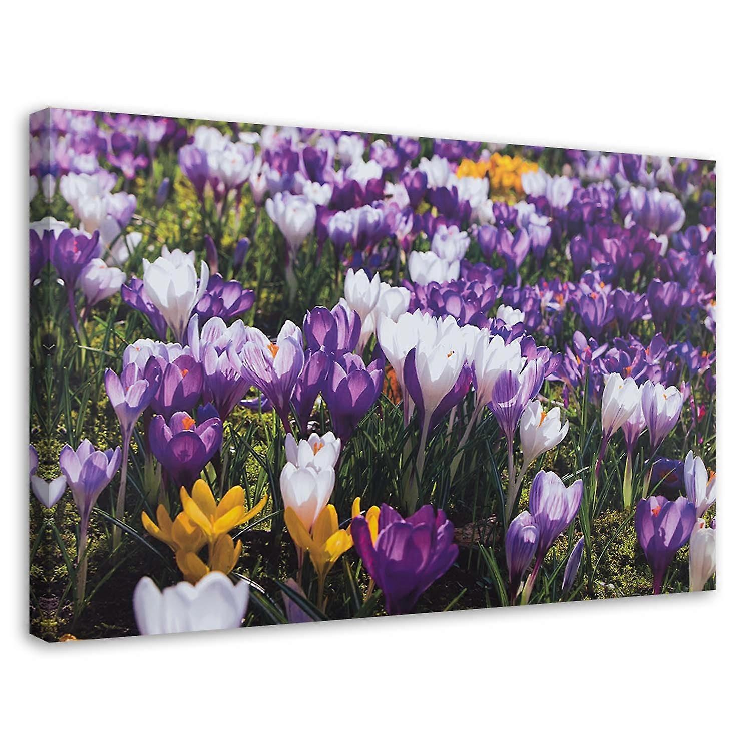 Impression sur toile, Crocus printaniers dans une prairie - 120x80