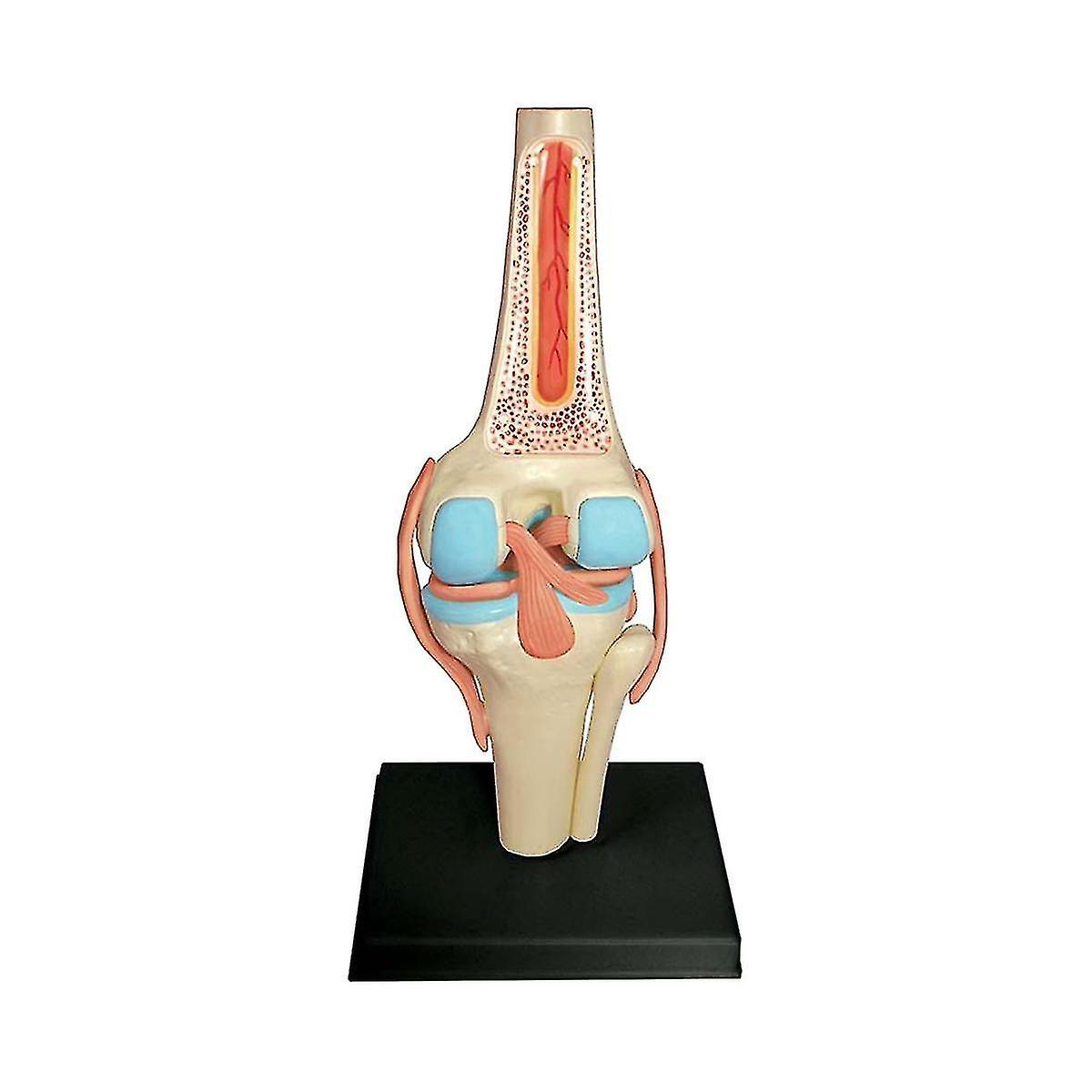Torso Human Body Model Education Knee Joint Organs Model For Student Teaching Study Assembling Mod-YUHAO