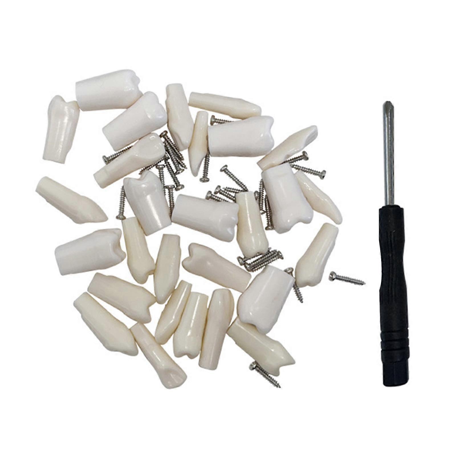 32 Pieces Removable Teeth Piece Lightweight for Exam Practice Study Teaching