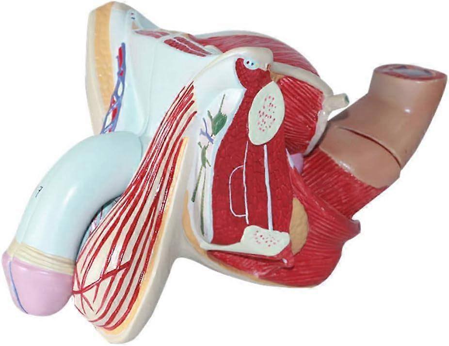 Male Reproductive System Anatomy 4-Part Mid Section Model With Prostate, Bladder, Seminal Vesicles, Seminal Cord, Rectum