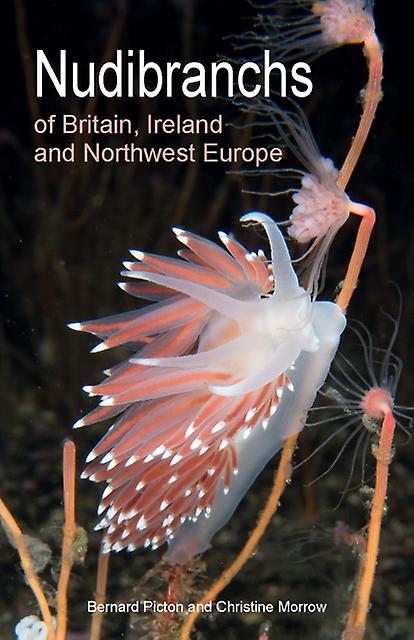 Nudibranchs Of Britain Ireland And Northwest Europe by Christine Morrow Paperback