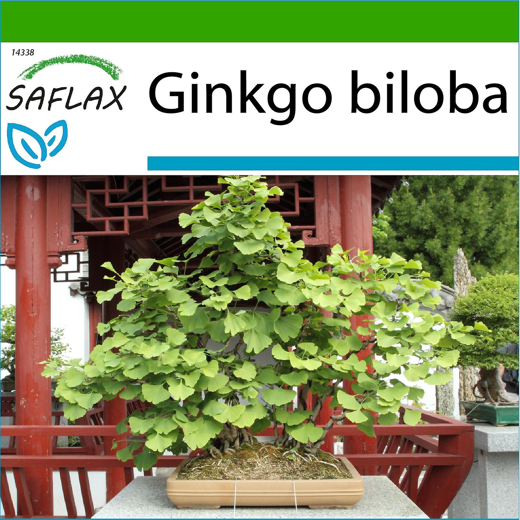 Saflax - 4 sementes - Com substrato - Bonsai - Maidenhair Tree - Ginkgo - Albero dei ventagli - Ginkgo - Ginkgo