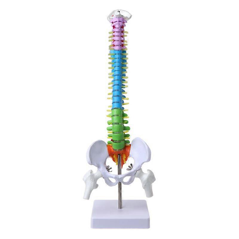 45cm Removable Human Spine Model Spinal Column Vertebral Lumbar Curve Anatomical