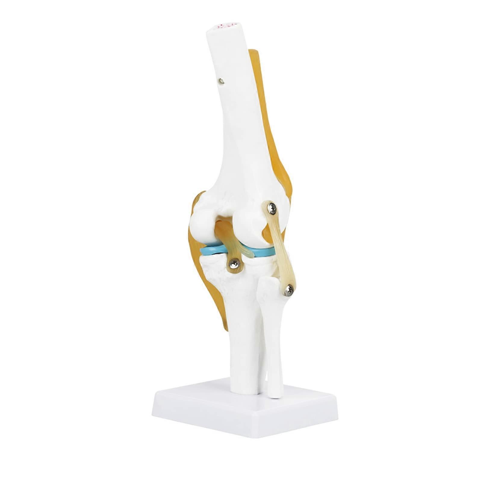 Lifesize Anatomical Knee Joint Model with Articulating Motion and Detailed Bone Structure for Teaching