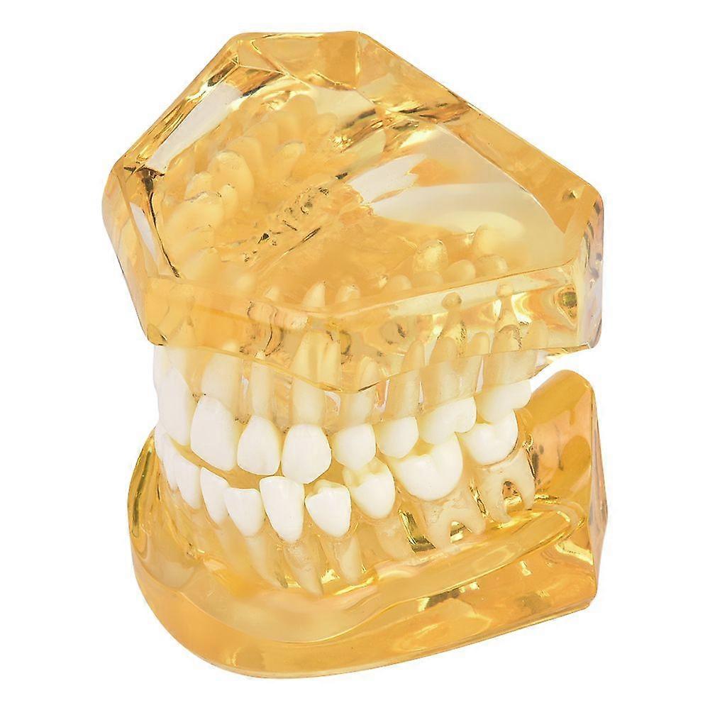 Comprehensive Dental Practice Teaching Model Transparent Removable Molar Tooth