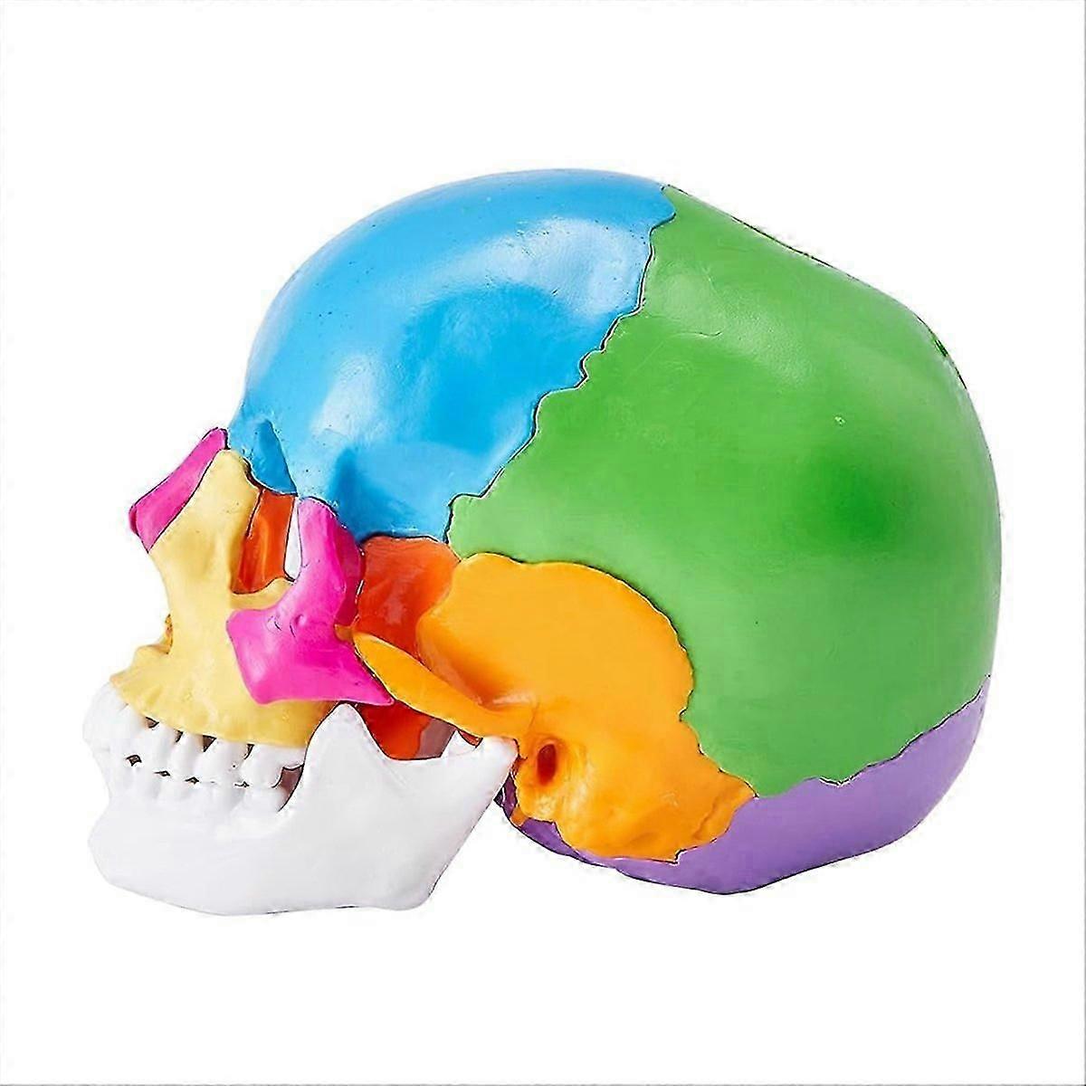 Life-Size Painted Human Anatomy Skull Model