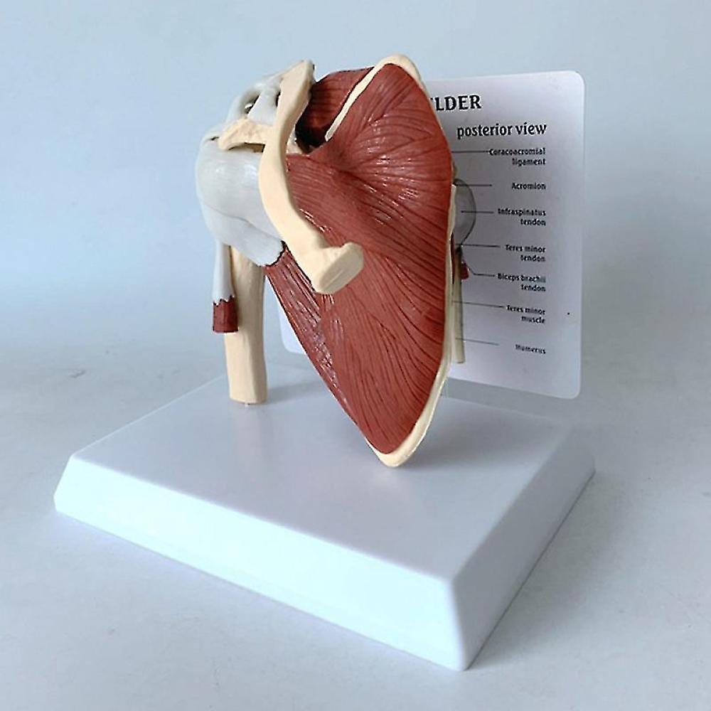Erler Zimmer, modello anatomico di scheletro con legamenti articolari Otto 3004