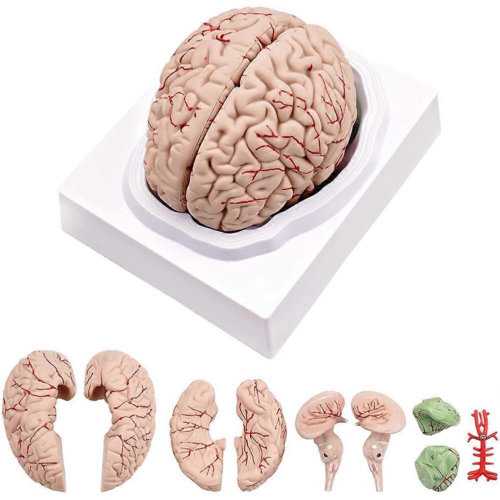 Human Brain,Life Size Human Brain Anatomy Model with Display Base, for Science Classroom Study & Te