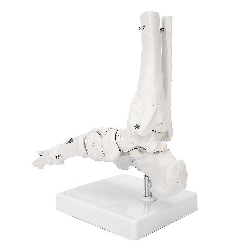 2026 Foot Ankle Joint Model Demonstration Human Foot Teaching Model with Base