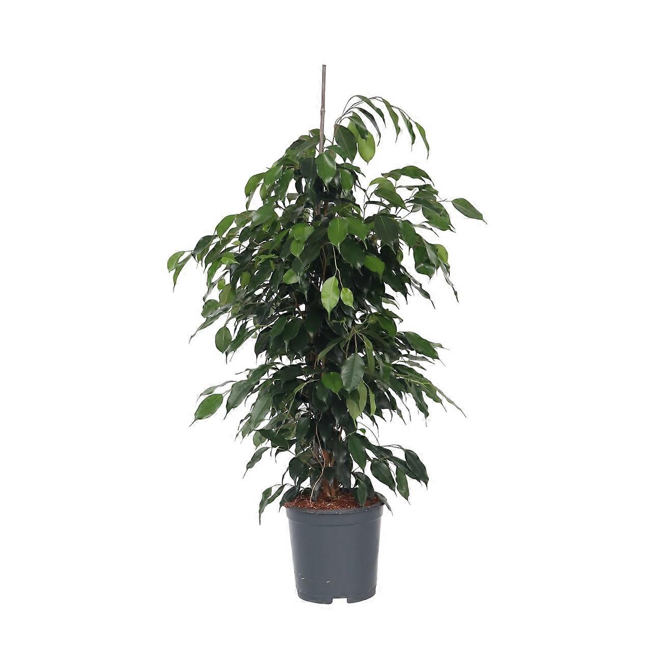 Gråtande fikon - Ficus benjamina 'Danielle' - Höjd 100-110cm - ⌀21cm