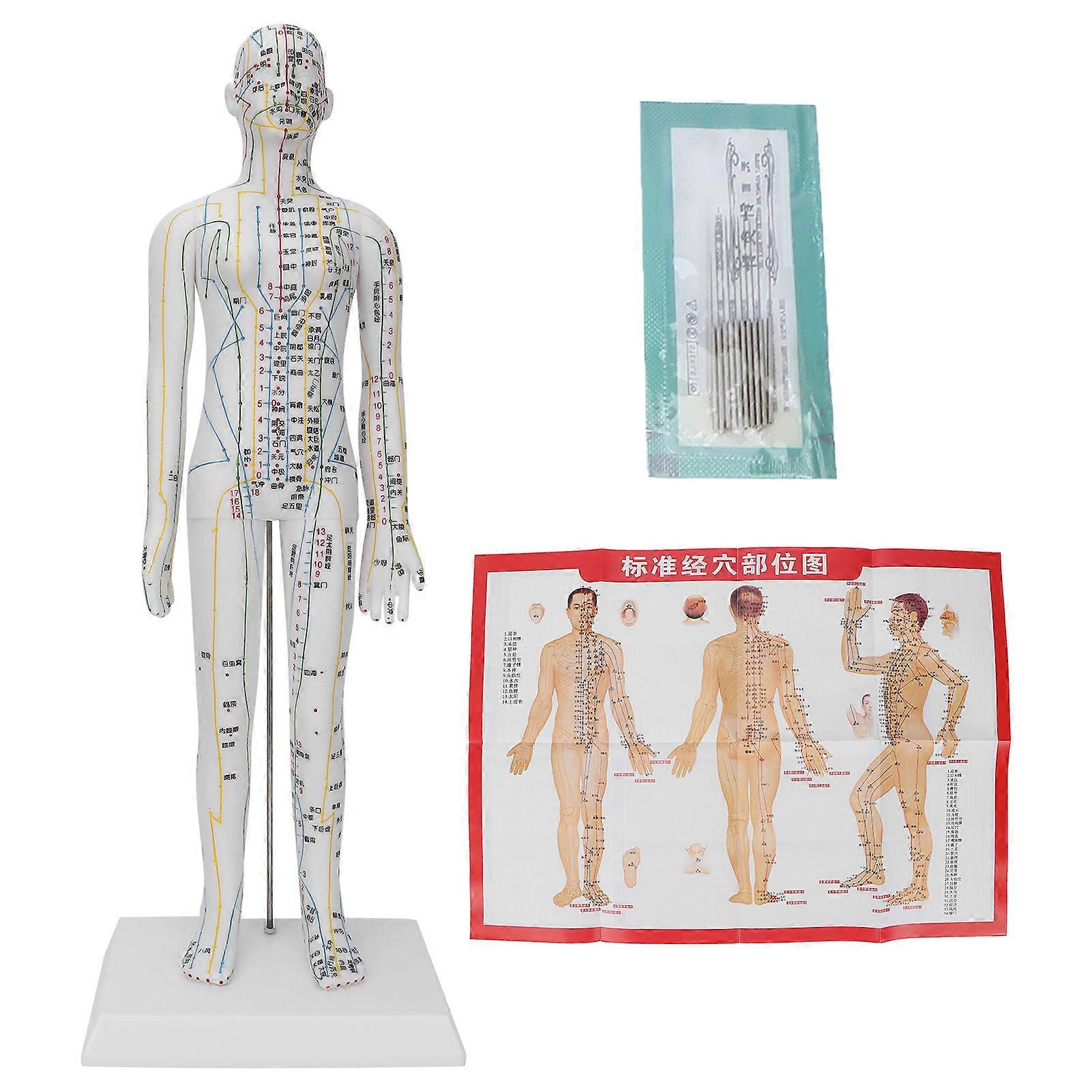 Acupuncture Meridians Model, Acupuncture Model, Needle Set