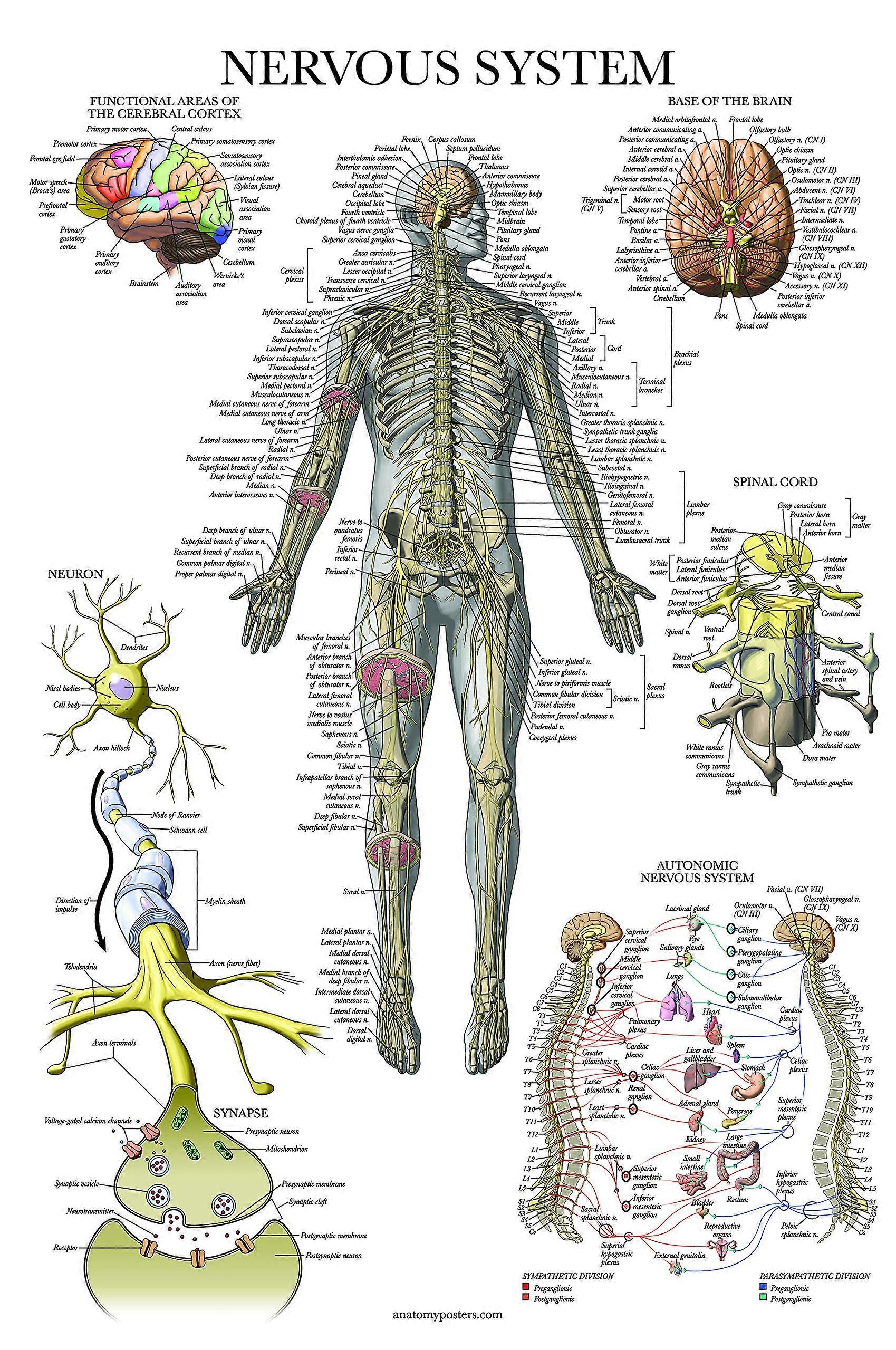 Nervous System Anatomy Poster Laminated Autonomic Nervous System Brain Anatomical Chart 18' x 24'