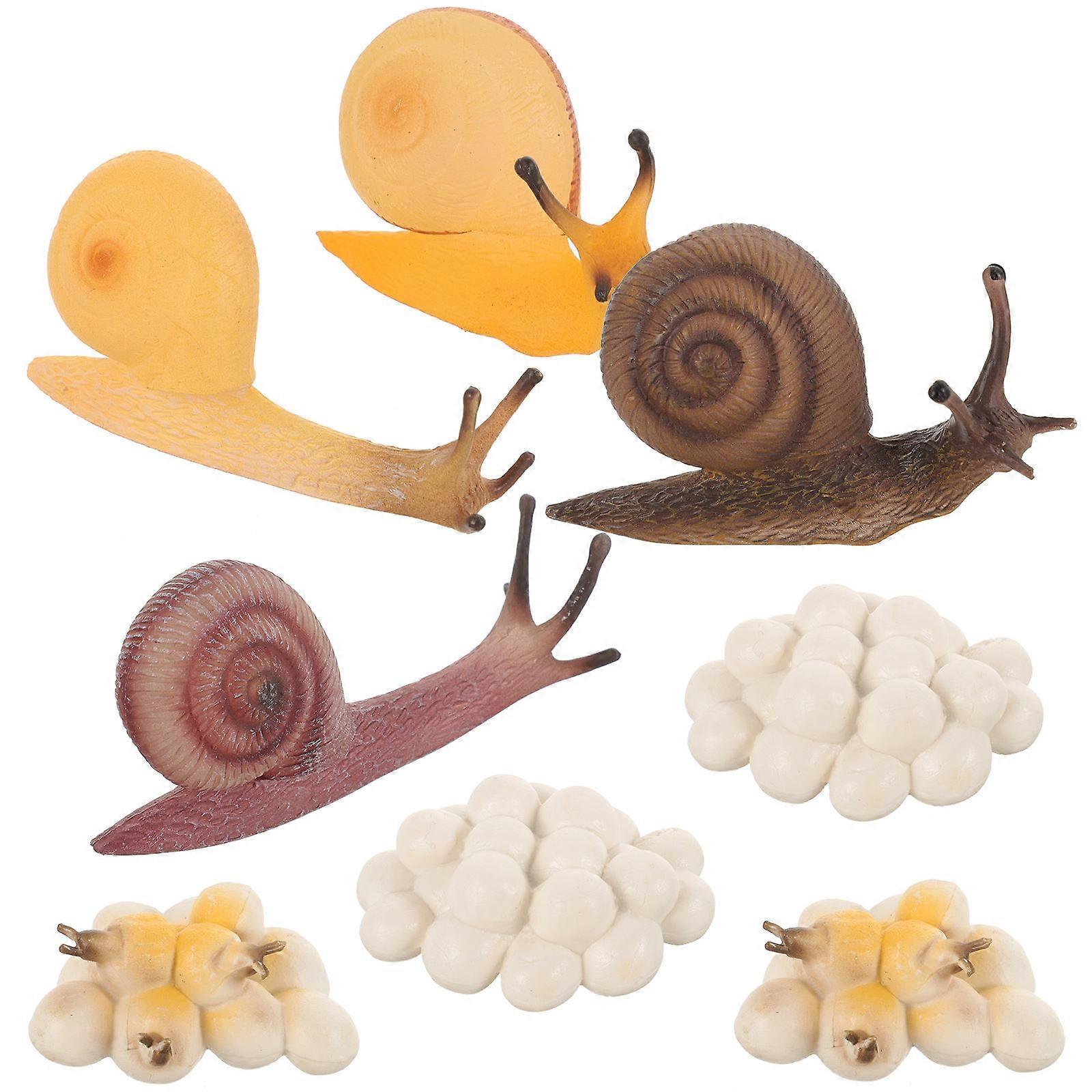 Snail Growth Cycle Toys Snail Growth Model for Kids 2Sets Educational Models