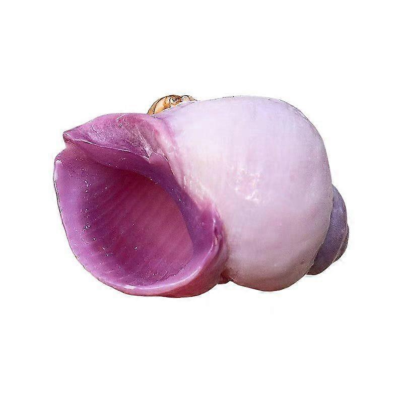 Rare Conchs Seashells For Specimen Collection Aquarium Dcor