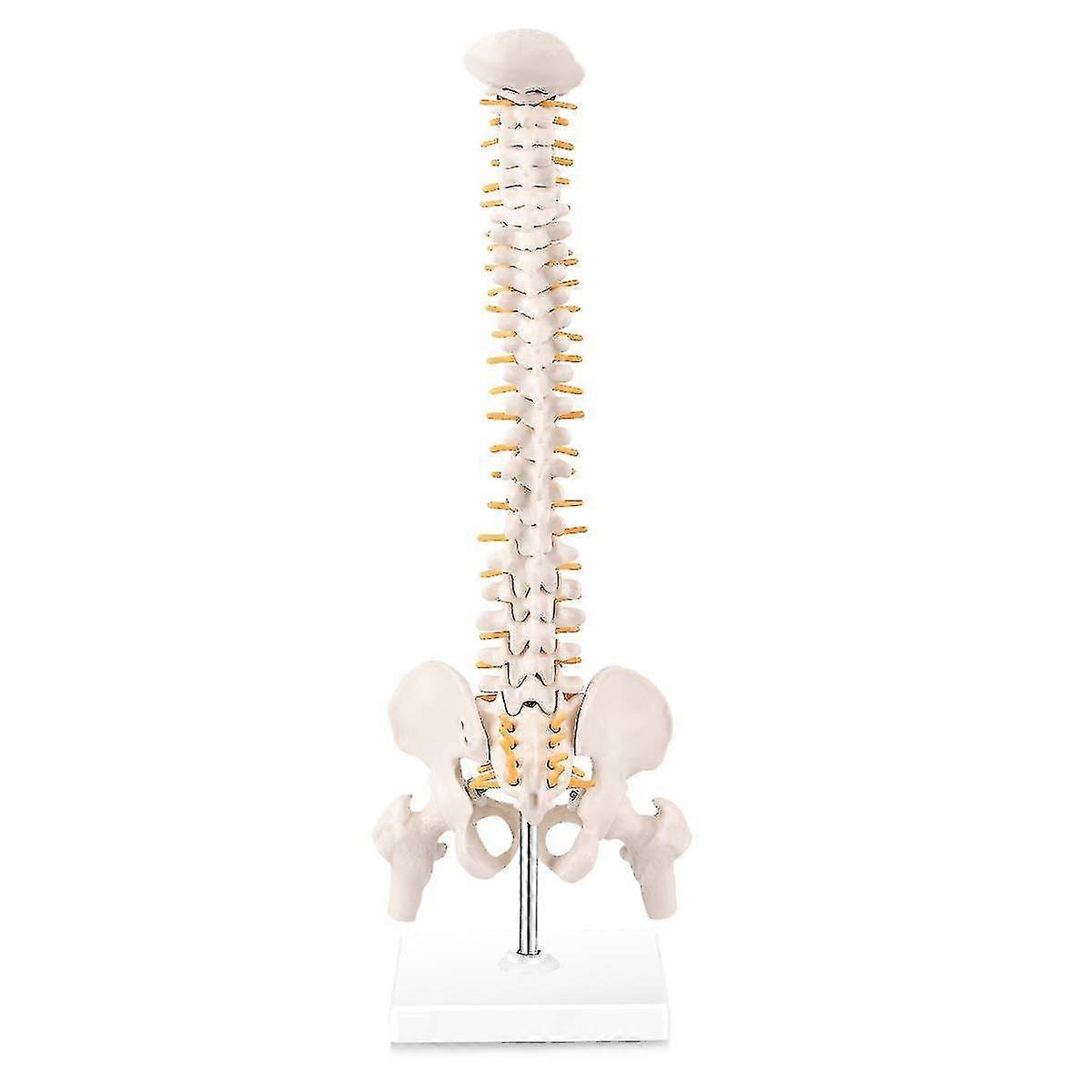 Miniature Spine Anatomy Model, 15.5inch Mini Vertebral Column Model with Spinal Nerves, Pelvis, Fem