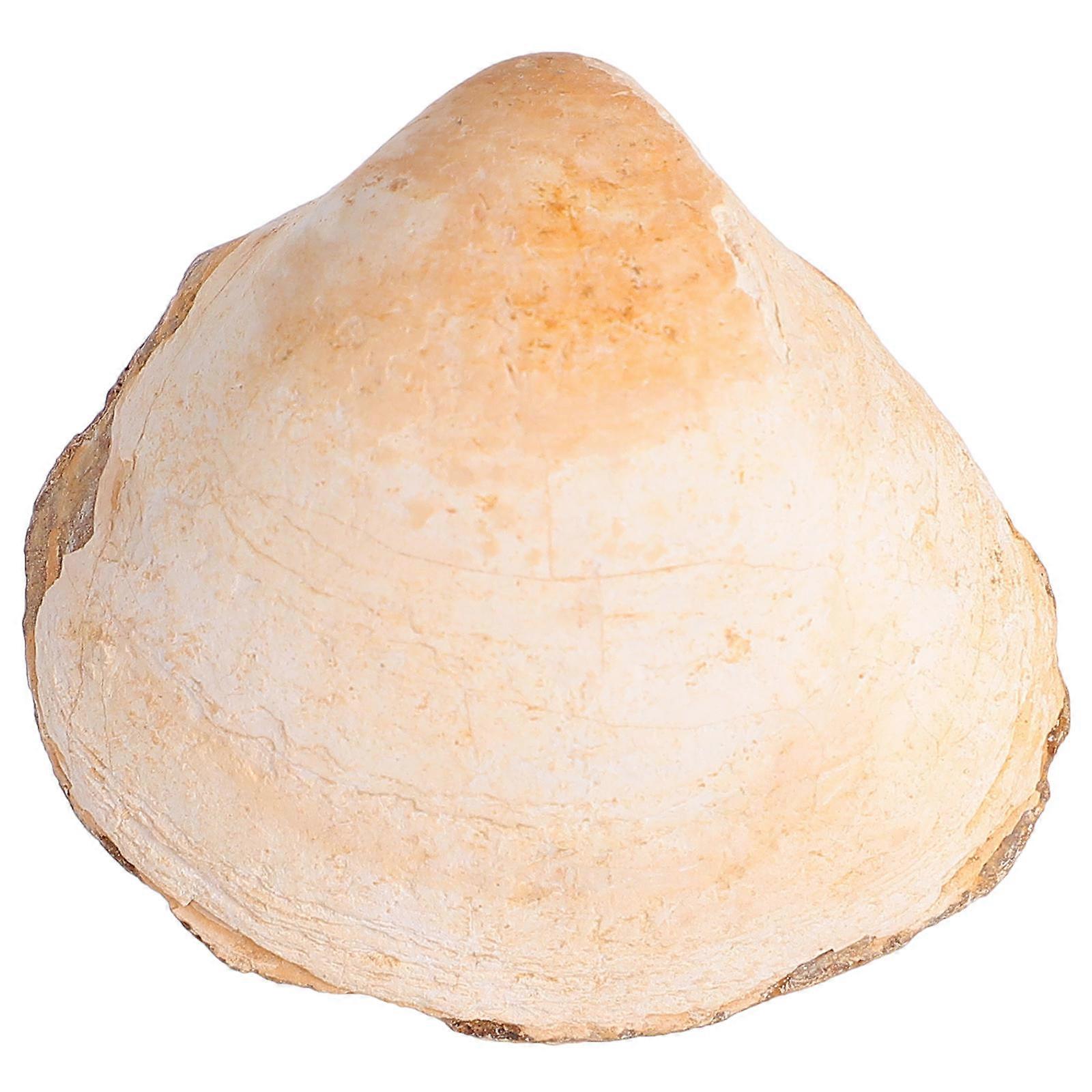 Clam Educational Tool Science Teaching Material for Decoration 2Pcs Ocean Specimens