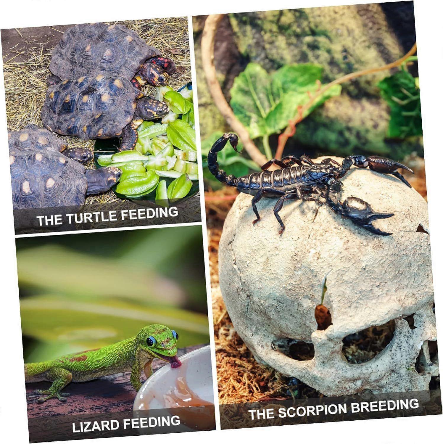 10 Pack Plastic Reptile Feeding Containers for Small Pets