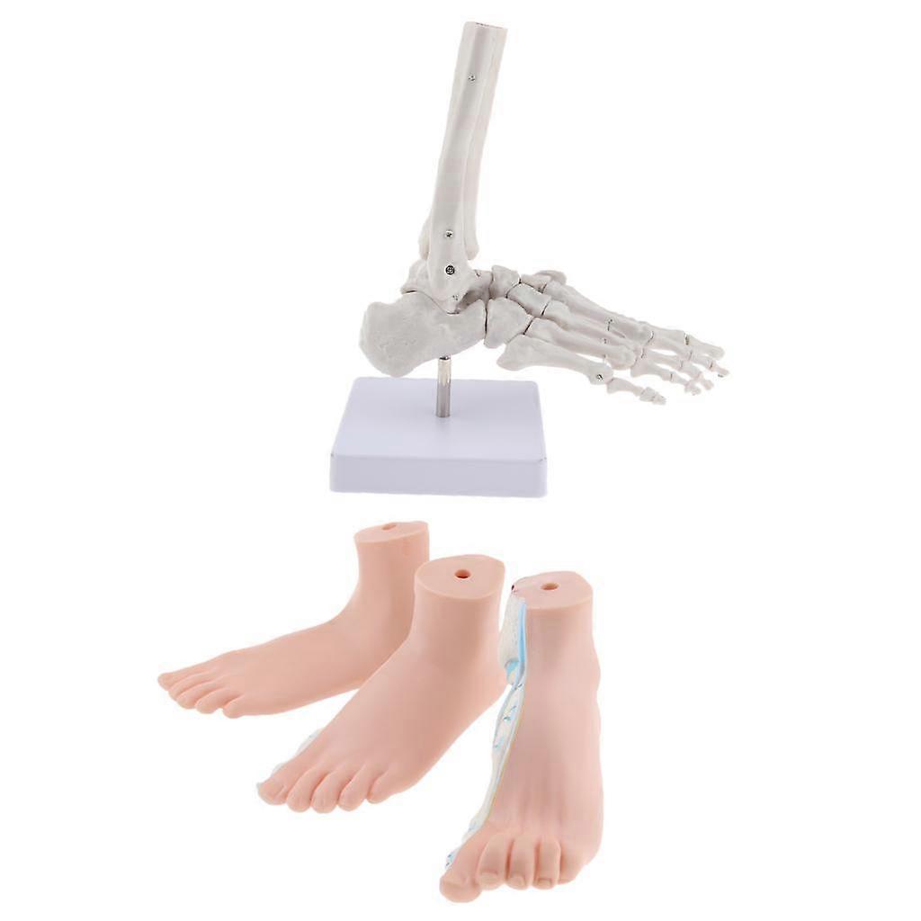 1:1 אנטומיה כף רגל אנושית רגילה, שטוחה, מקושתת דגם כף רגל שלד לתצוגת מעבדה