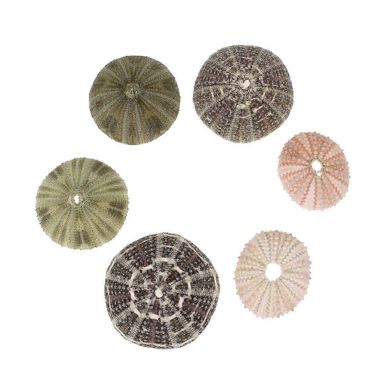 6pcs Sea Urchin Decor Air Plant Pot Sea Urchin Tabletop Decor Fish Tank ...