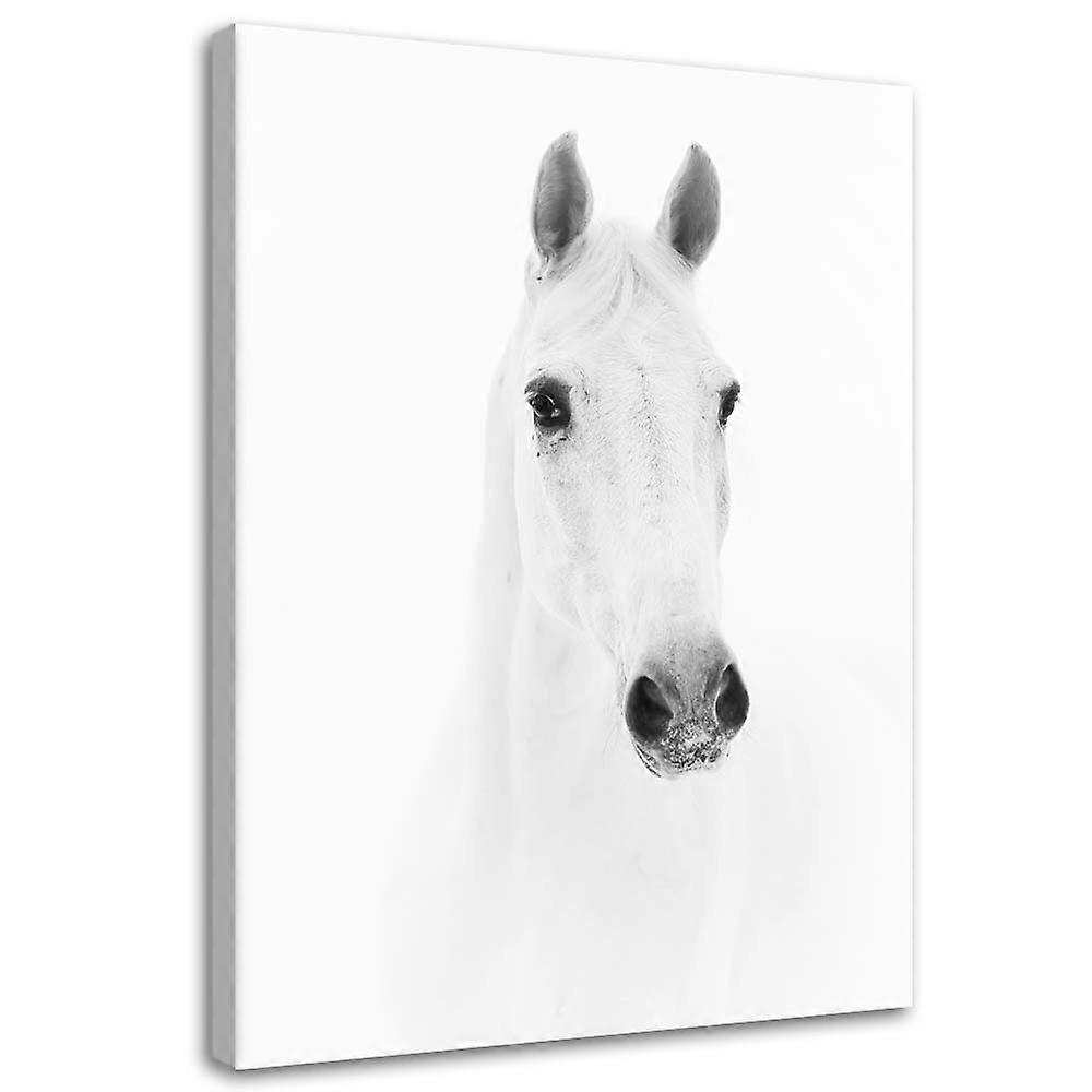 Impression sur toile, Cheval gris - 60x90