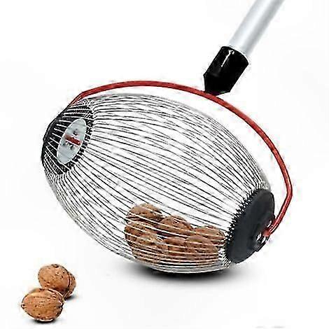 Harvesting Nuts Such as Walnuts Chestnuts and Marrons
