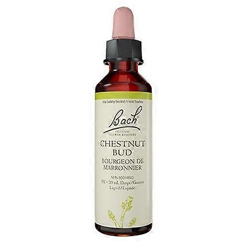 Chestnut Bud, 20 ML by Bach (Pack of 2)