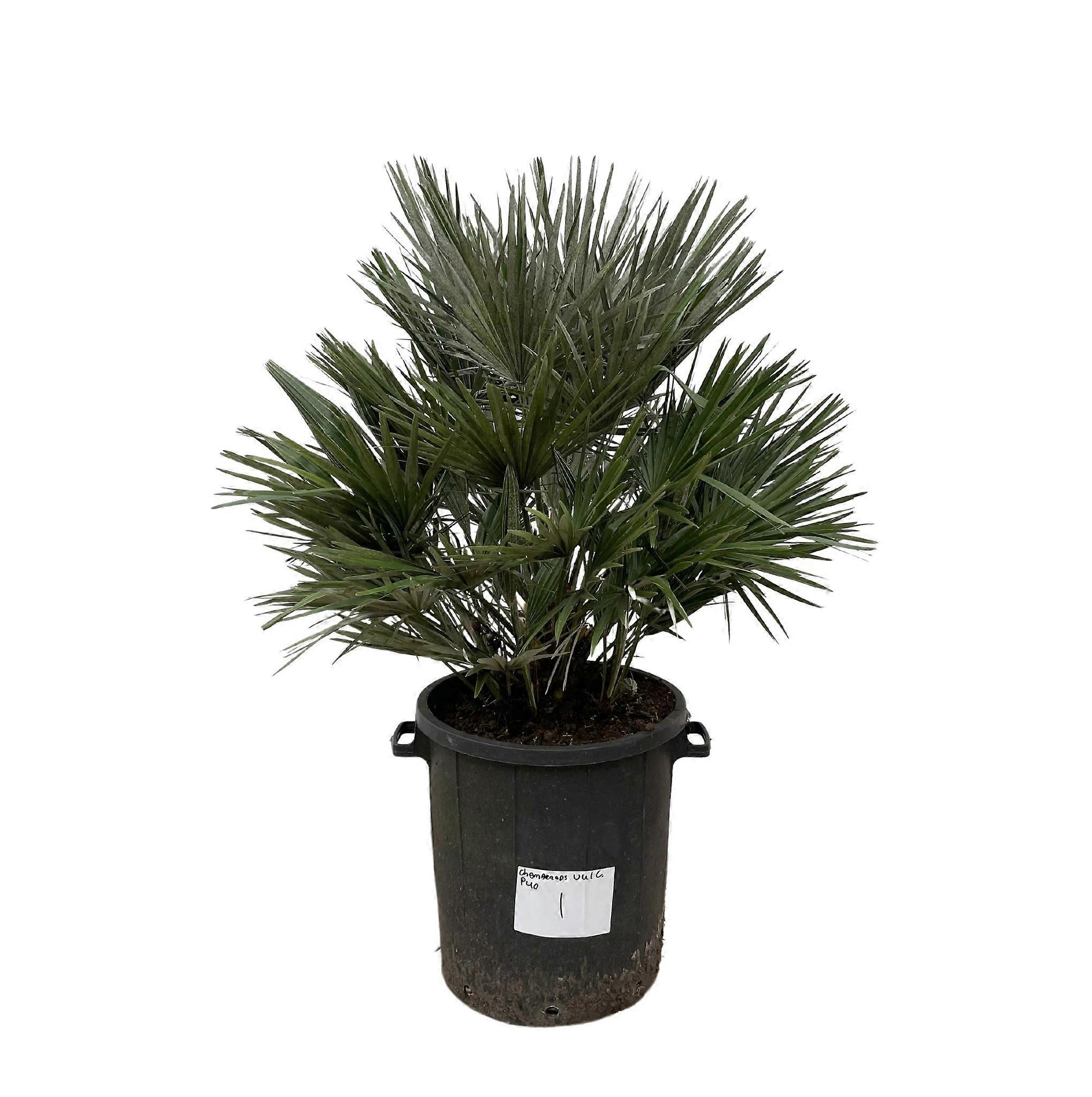 Chamaerops Vulcano - 100-110cm - Ø40cm