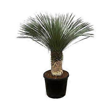 Yucca Rostrata - 185-200cm - Ø50cm