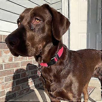 Durable Adjustable Puppy Dog Collar
