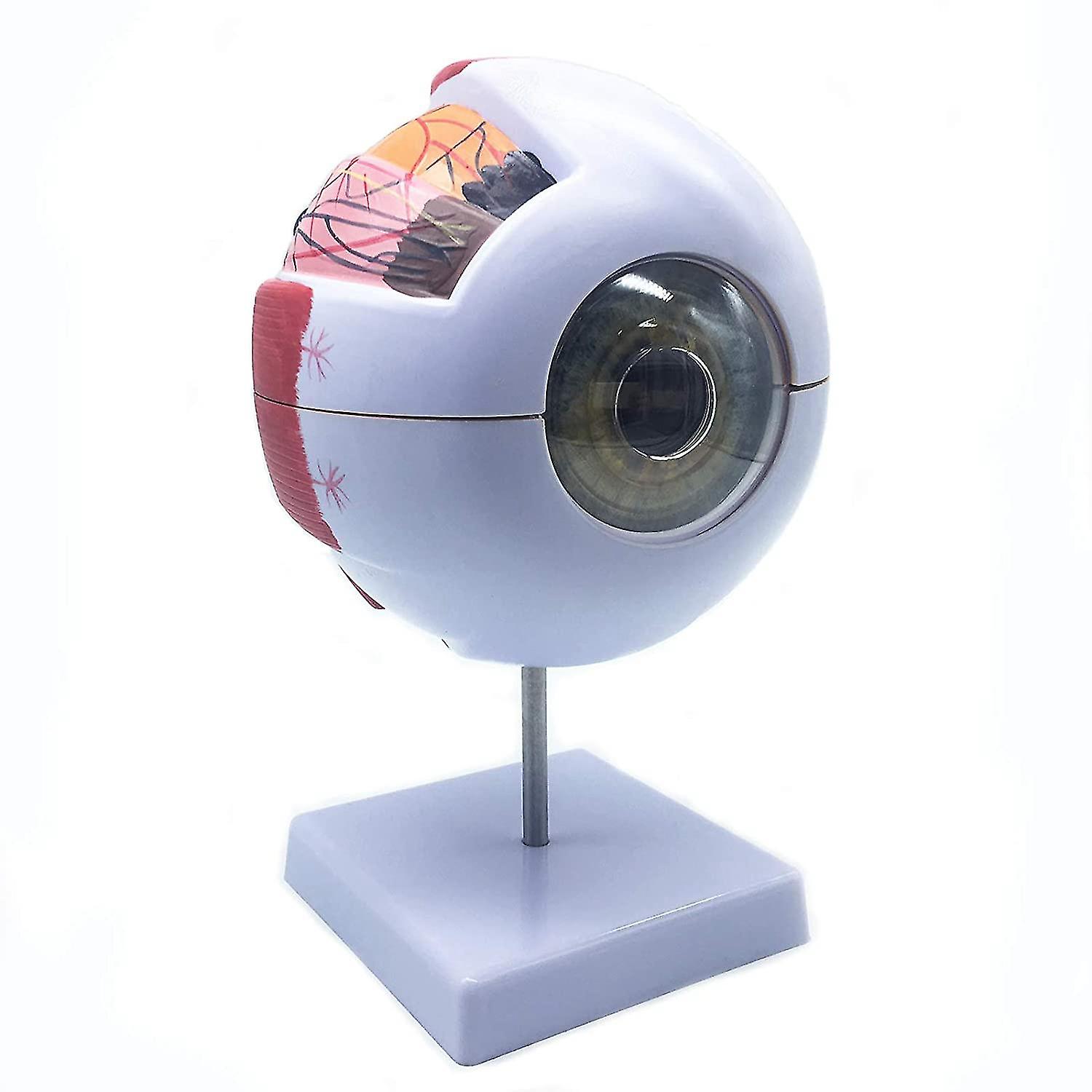 6x Enlarged Human Eye Anatomical Model,anatomically Accurate Eye Model Human Eye Anatomy For Scienc