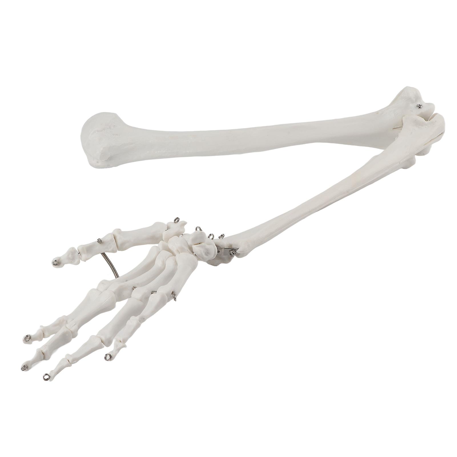 Professional Human Hand Arm Bone Model Upper Limb Bone Model for Teaching Demonstration