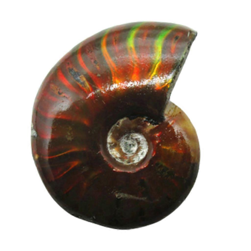 for Shell for Fossil Specimen Ammonite Madagascar Natural Stones Minerals for Basic Biological Science Education Collect 1 to 2 cm
